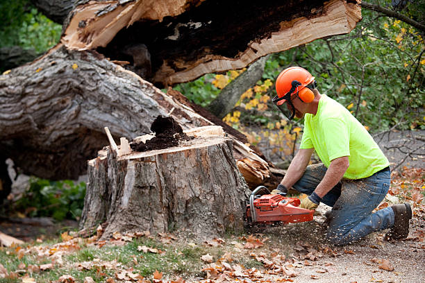 How Our Tree Care Process Works  in Star, NC