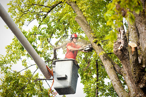 Leaf Removal in Star, NC